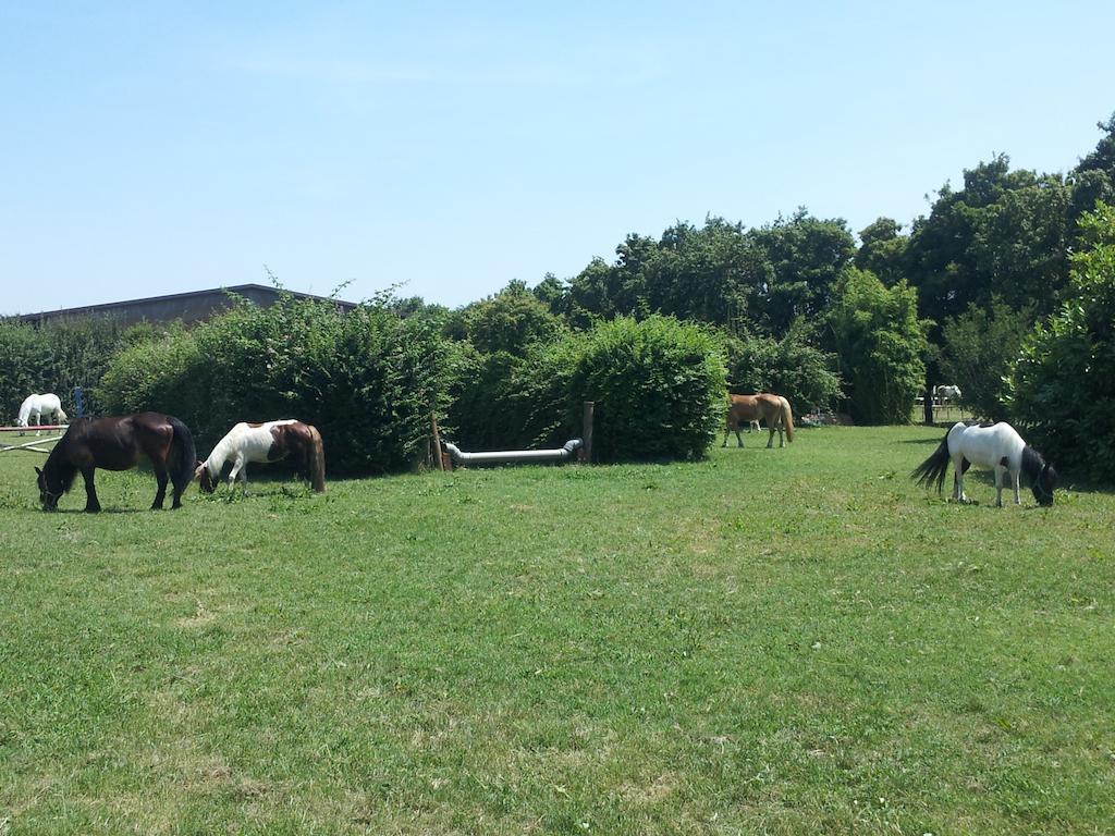 Societa Agricola Le More Agriturismo La Dondina Budrio  Exteriér fotografie